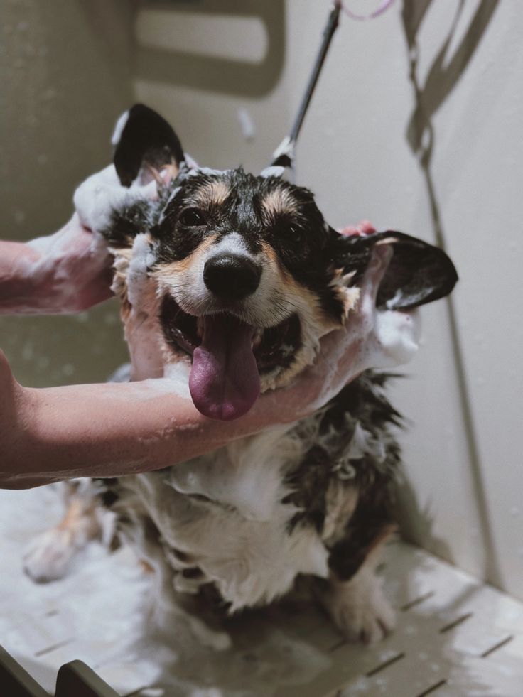 Foto ilustrativa de um cão recebendo banho, com espuma no pelo e mãos apoiando sua cabeça.